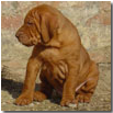 CUCCIOLO FIERO